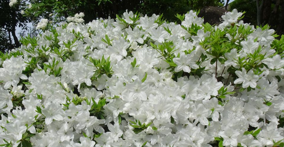 5月14日庭の白つつじが満開です。この頃ワラビも最盛期と言われています。