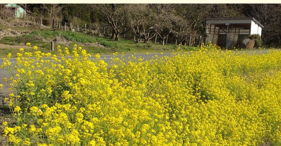 ４月１０日　遊佐町中山の道端になの花が咲いていました。春爛漫でしょうか。